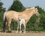 broodmare Kira (Fjord Horse, 2006, from Kvirlo)