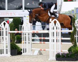 jumper Homer de Reve (Belgian Warmblood, 2007, from Nabab de Rêve)