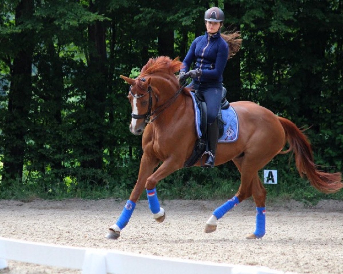 Dressurpferd Diamantenbörse OLD (Oldenburger, 2002, von Diamond Hit)