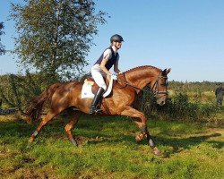 dressage horse Diordano (Hanoverian, 2007, from Dimaggio)