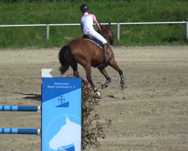 Reitturnier Köln-Leverkusen 2018