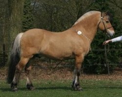 stallion Balony (Fjord Horse, 1989, from Ullo)