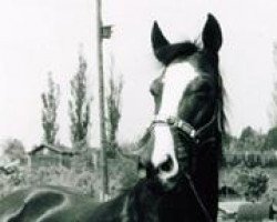 broodmare Koburg (Trakehner, 1950, from Wilder Jaeger)