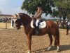 jumper Amadeo D (German Riding Pony, 2013, from Amarillys Sensation D)