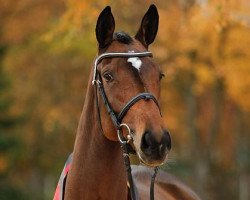 broodmare Praise Me (Trakehner, 2007, from Goldschmidt)