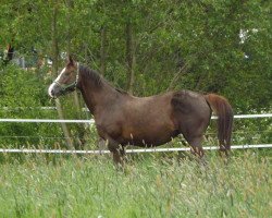 broodmare Fianchetta (Württemberger, 2003, from Quick Step I)