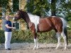 broodmare Funny Girl S (Pinto / Hunter, 2009, from Sunny Boy)