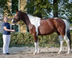 dressage horse Funny Girl S (Pinto/Hunter, 2009, from Sunny Boy)