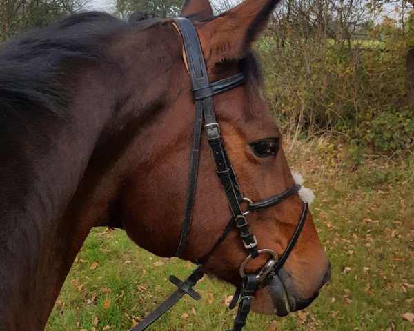 dressage horse Felicita 55 (Oldenburg, 2004, from Dormello)