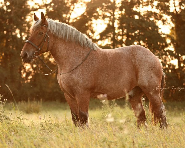 horse Apollo (Rhenish-German Cold-Blood, 1994, from Applaus)