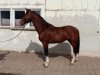 jumper Cooper M 3 (Polish Warmblood, 2013, from Mywill)