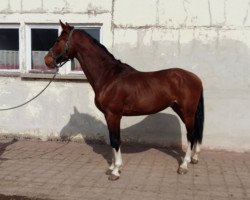 jumper Cooper M 3 (Polish Warmblood, 2013, from Mywill)