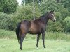 broodmare Summerwine (Trakehner, 2008, from Summertime)