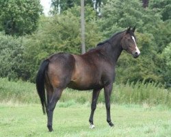 broodmare Summerwine (Trakehner, 2008, from Summertime)