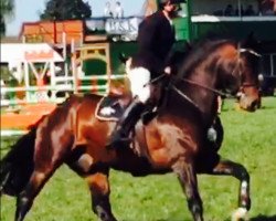 jumper Comte's Bube (Hanoverian, 2009, from Comte)