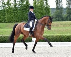 dressage horse Last Minute 3 (Oldenburg, 2003, from Lovis Corinth)