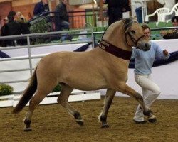 stallion Valon (Fjord Horse, 2006, from Valør Halsnæs)