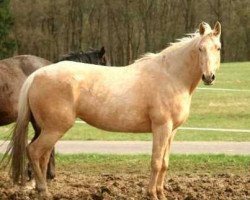 Zuchtstute Snowflake Swirl xx (Kanadisches Warmblut, 2008, von Snowy River xx)