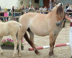 broodmare Vanessa (Fjord Horse, 1989, from Venito)