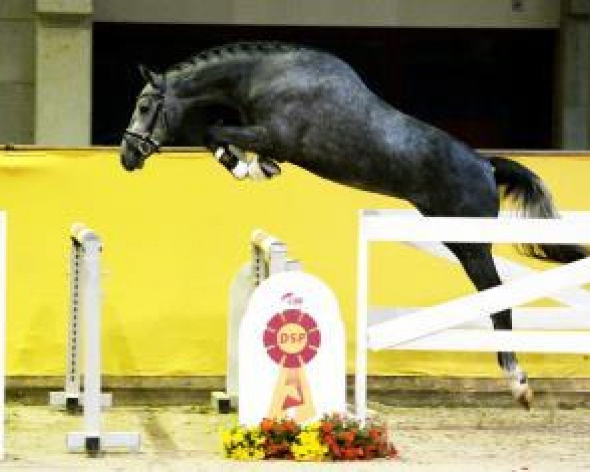 Springpferd Dia Con Brasil (Hannoveraner, 2015, von Diacontinus)
