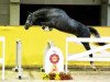 jumper Dia Con Brasil (Hanoverian, 2015, from Diacontinus)