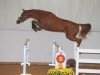 dressage horse Dexter 276 (Westphalian, 2015, from De Quidam)