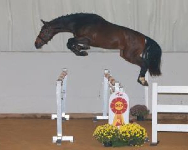 stallion Cyrill D (German Sport Horse, 2015, from Cornet Obolensky)