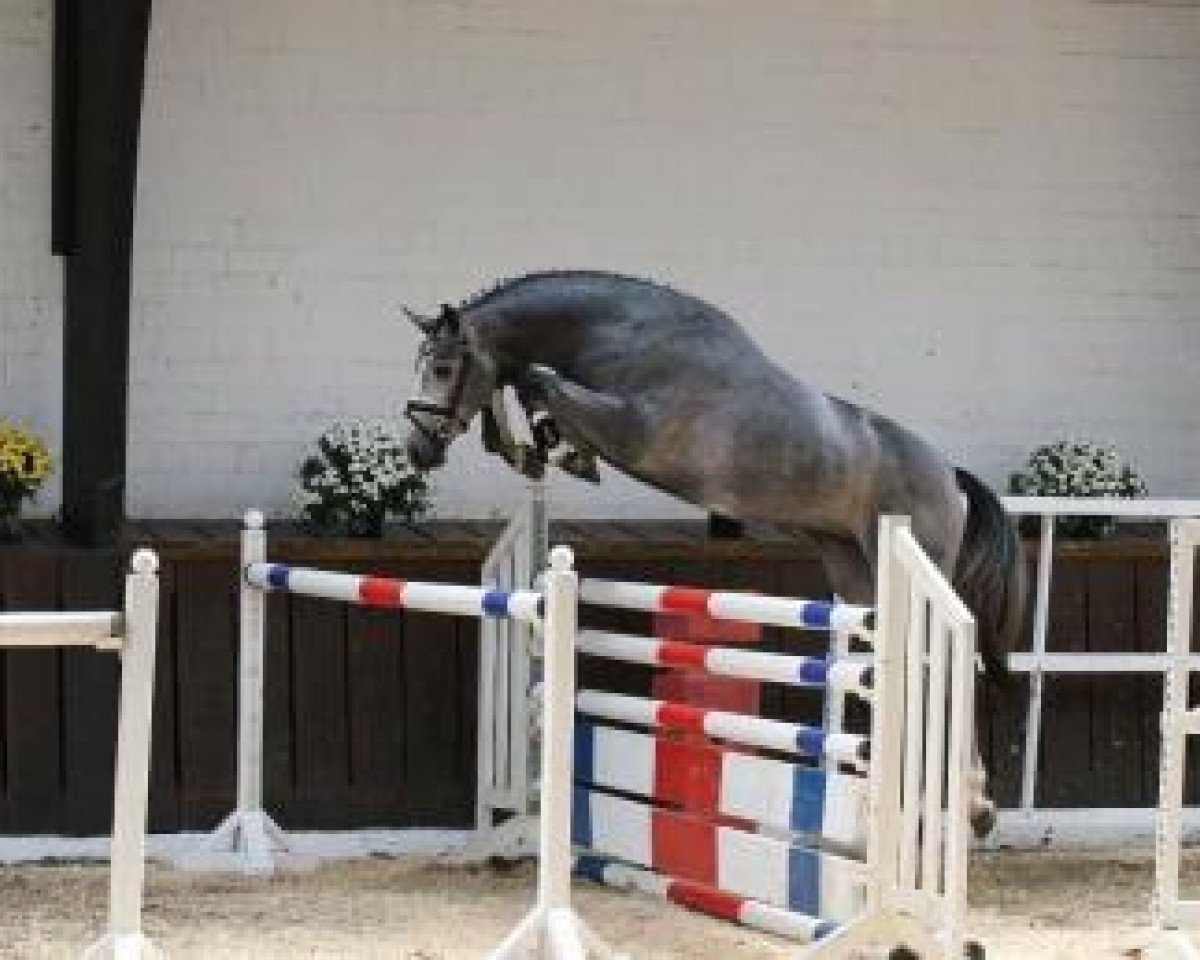 stallion Come Together (Oldenburg, 2015, from Cornet Obolensky)