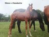 broodmare Chiara (Holsteiner, 1997, from Chambertin)