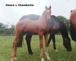 broodmare Chiara (Holsteiner, 1997, from Chambertin)