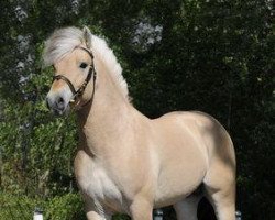 horse Klosterhof's Rekjer (Fjord Horse, 2007, from Resen N.2673)