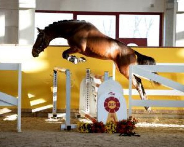 jumper Carino 667 (German Sport Horse, 2015, from Colorfox)