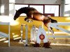 jumper Carino 667 (German Sport Horse, 2015, from Colorfox)