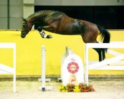 jumper Cola Rubin (German Sport Horse, 2015, from Cola Zero)