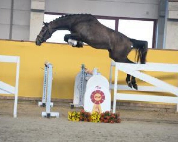 jumper Could break your heart (German Sport Horse, 2015, from Christian 25)