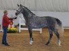 jumper Centurio 44 (German Sport Horse, 2015, from Cellestial)