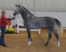 jumper Centurio 44 (German Sport Horse, 2015, from Cellestial)