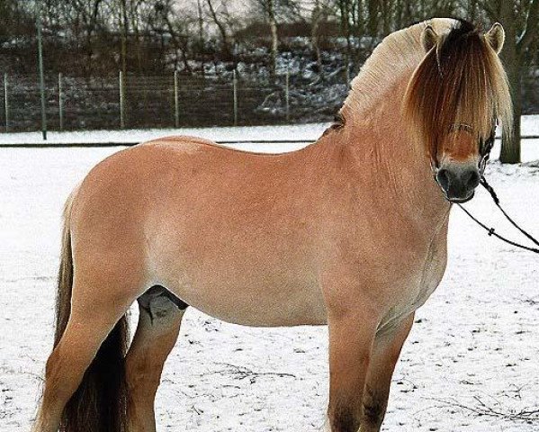 stallion Resen N.2673 (Fjord Horse, 2002, from Kollistaen N.2667)