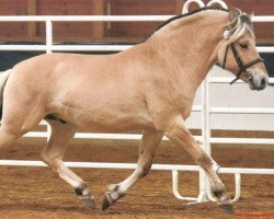 stallion Picasso (Fjord Horse, 2003, from Plutonikk)