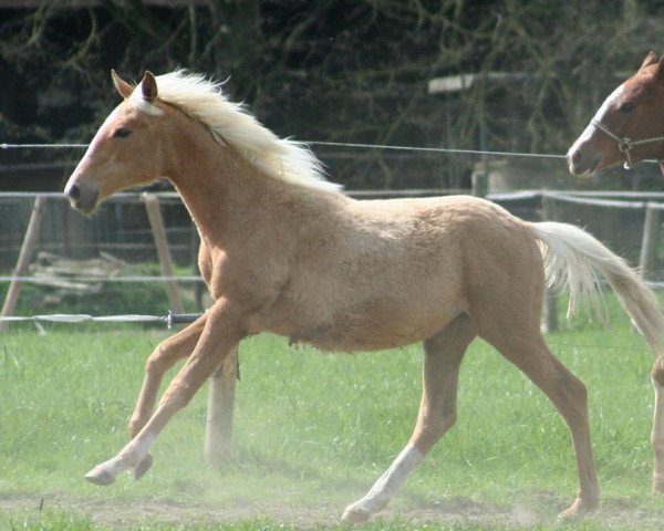 Pferd Heimatklang's Bergtirza (Trakehner, 2015, von Allthegoldnftknox xx)