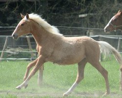 horse Heimatklang's Bergtirza (Trakehner, 2015, from Allthegoldnftknox xx)