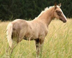 horse Ulliulli's Abendpippa (Trakehner, 2015, from Allthegoldnftknox xx)