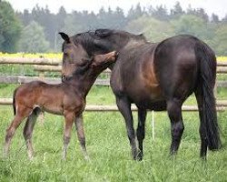 broodmare Ratna (Trakehner, 1992, from Anduc)