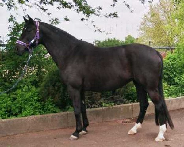 Zuchtstute Rochelle Mon Bijou (Trakehner, 2001, von Tabaluga)