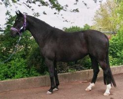 broodmare Rochelle Mon Bijou (Trakehner, 2001, from Tabaluga)