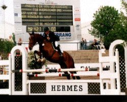 Pferd Lucie W (Hessisches Warmblut, 1995, von Lord Caletto)