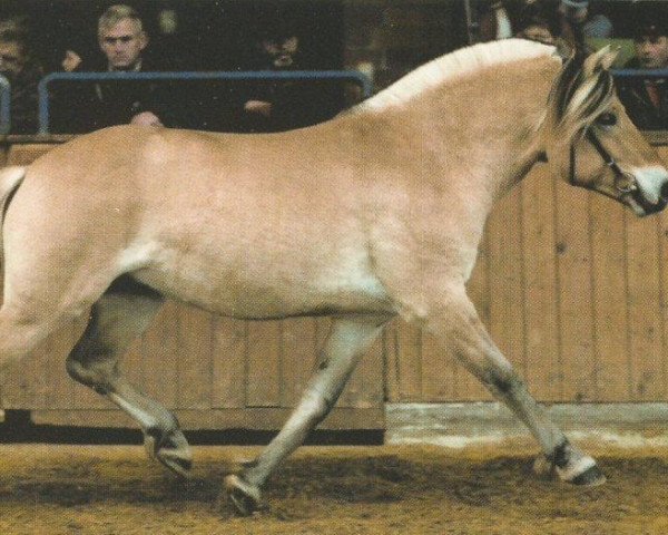 stallion Merlin (Fjord Horse, 2000, from Mosby BPH)