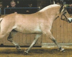 Deckhengst Merlin (Fjordpferd, 2000, von Mosby BPH)