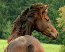 horse Rochelle's Berghexe (Trakehner, 2012, from Allthegoldnftknox xx)