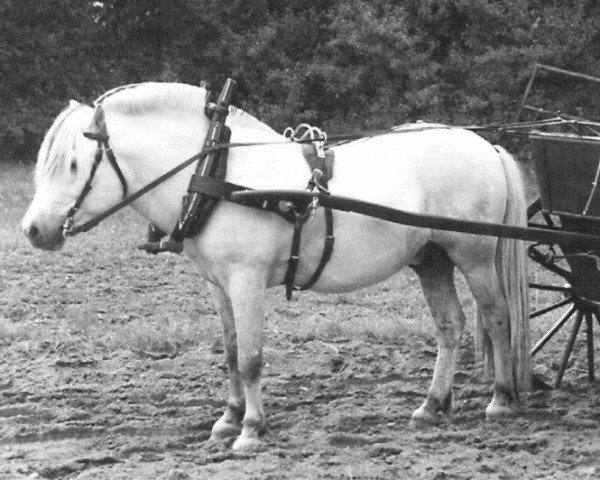 stallion Monolitt N.1974 (Fjord Horse, 1984, from Bronse N.1887)